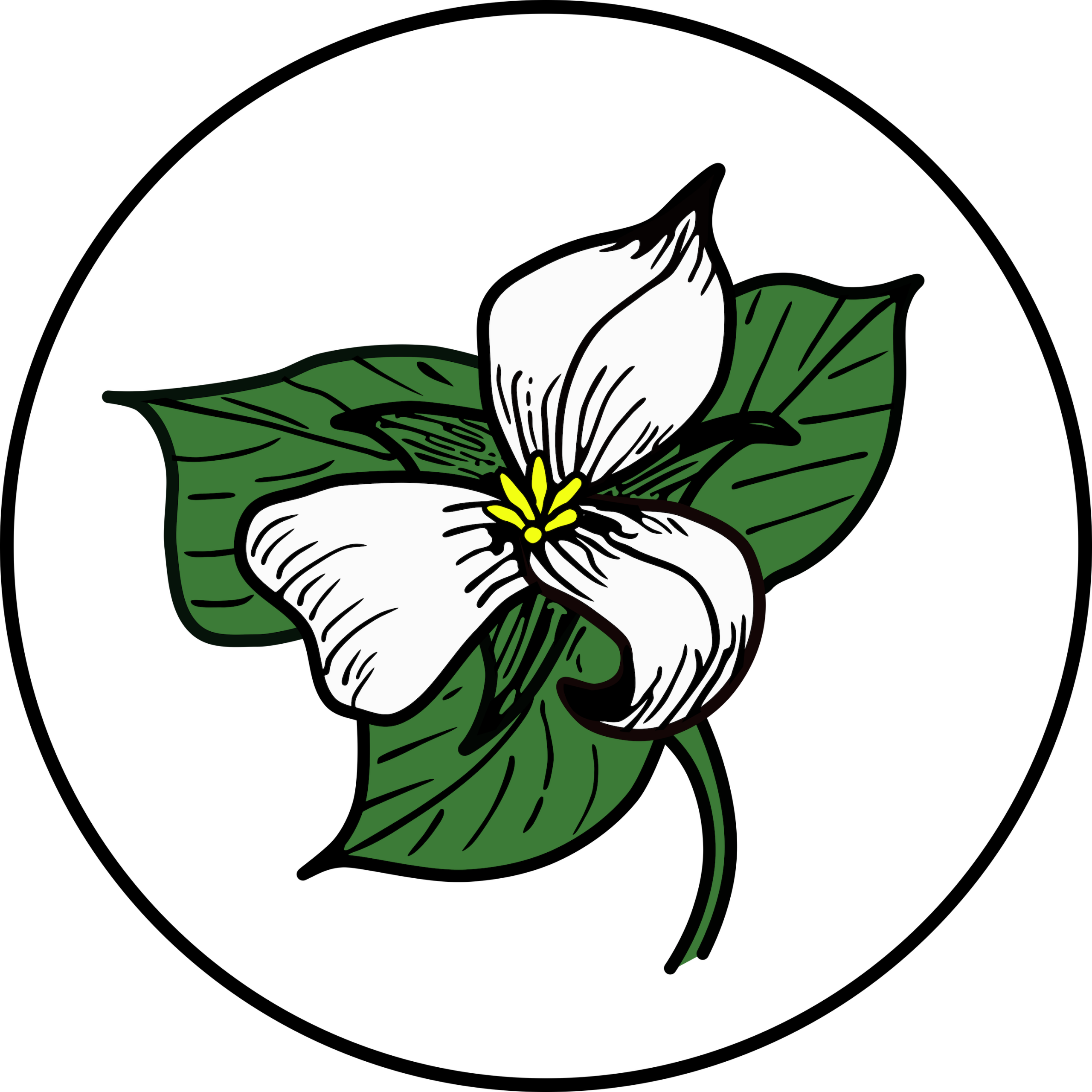 Digitally drawn GReat White Trillium flower (FOGs logo)