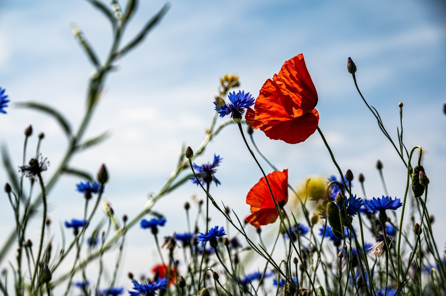 How To Start Your Own Garden