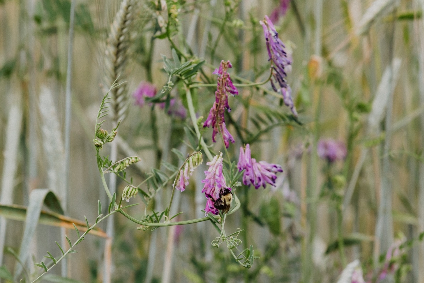 Gardening For Biodiversity On University Campus