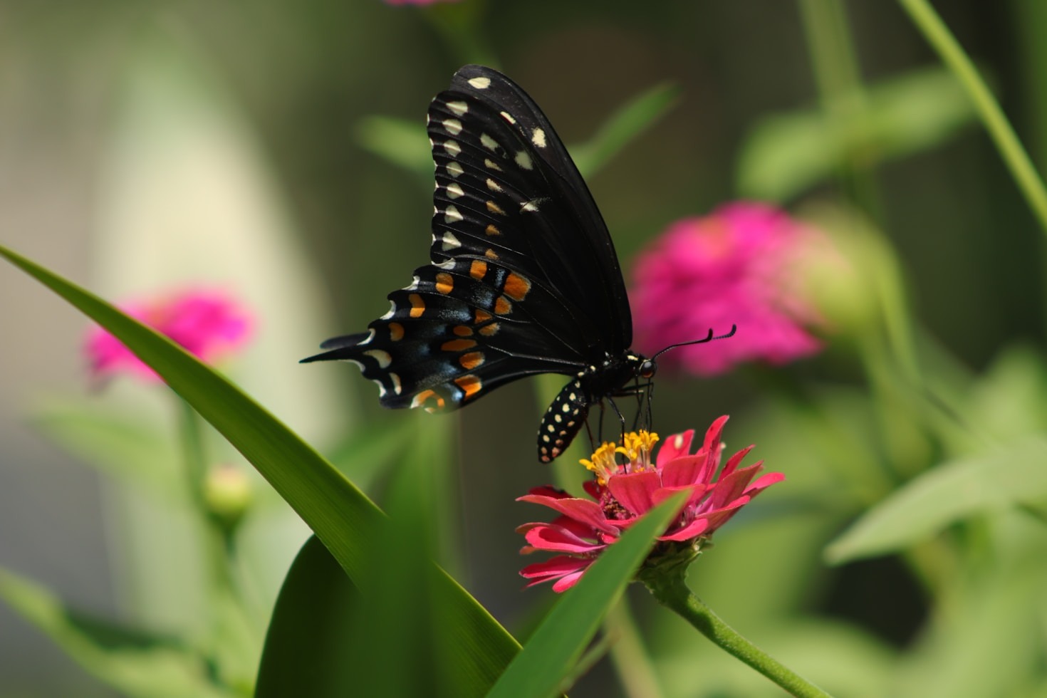 Supporting Local Bees Through Habitat Restoration